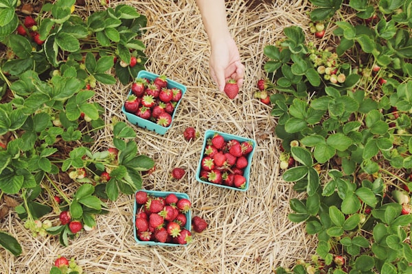 Food & Agriculture